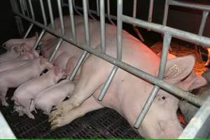 Lit de mise bas pour porcs Équipement d'élevage porcins Stylo de mise bas pour porcs Caisses de mise bas - Product Image 6