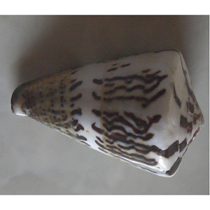 Conus monnile SEASHELL JEWELRY Conidae Conus Shell Motivo Tamaño mixto 7-8cm Técnica pulida - Product Image 2