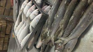 Mullet Gris Congelado IQF al por Mayor con 12 Meses de Vida Útil, Empaquetado a Granel a Precios Económicos - Product Image 4