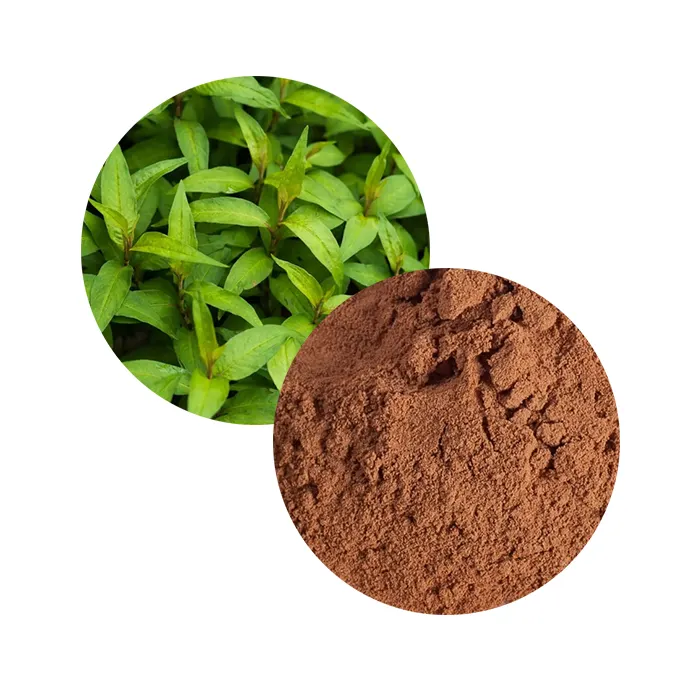 マレーシアのメーカーKesumWater Pepper Leaf Extract Food and Beverages for Brain Health Herbal ODM OEM