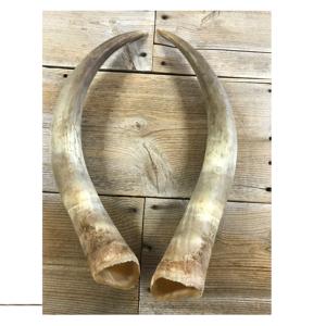 Corne de buffle décorative pour hôtel et bureau, paire de cornes naturelles, produit fait à la main, usage domestique, usage hôtelier, prix bas, paire de cornes de vache - Product Image 1