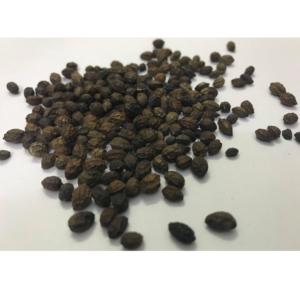 เมล็ดมะละกอแห้งจำนวนมากจากเวียดนาม - Product Image 3