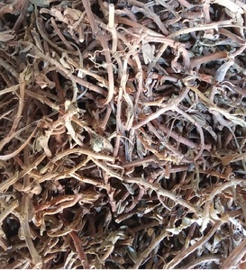 Bacopa Monnieri Premium, plante entière séchée |   Herbe Mémoire Ayurvédique |   Approvisionnement en gros en provenance d'Inde - Product Image 6