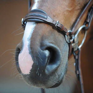 Drop Noseband Brida Deportes y entretenimiento al aire libre Asequible Deportes de lujo Carreras de caballos Brida Personalización Bitless brida - Product Image 2