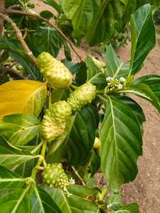 น้ำผลไม้สกัดเย็น noni บริสุทธิ์ผลไม้ที่อุดมด้วยสารอาหารที่ไม่ผ่านการกรองไม่มีสารกันบูดหรือน้ำตาลเป็นเพียงพลังของธรรมชาติ - Product Image 5