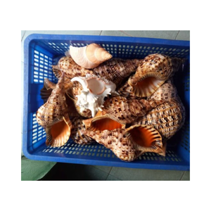 Conchas marinas de trompeta Triton grande Queen, conchas vacías naturales de Vietnam, playa, tamaño grande, estilo Animal decorativo para el hogar - Product Image 1