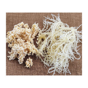 มอสทะเลไอริชสีทองแบบเค็มมอสจากเวียดนาม Eucheuma cottonii สีเหลือง/สีม่วงแห้ง - Product Image 2