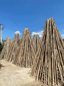 ไม้ไผ่แห้ง | กระบวนการทำฟาร์มแบบกำหนดเอง | โรงงานเวียดนามโดยตรง - Product Image 2