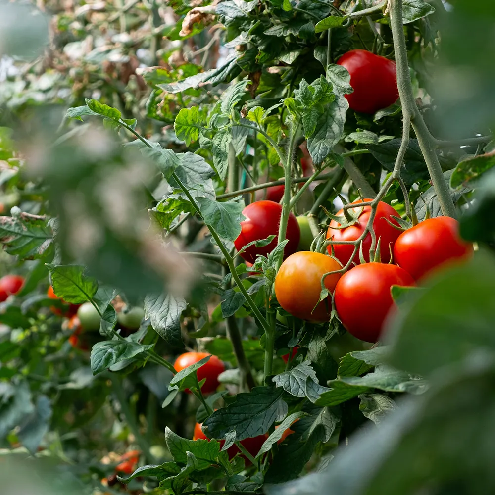 100% italienisches Tomaten püree von höchster Qualität Sizilia nisch 420 g