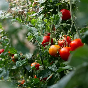 100% итальянская Высококачественная Сицилийская томатная пюре 420 г