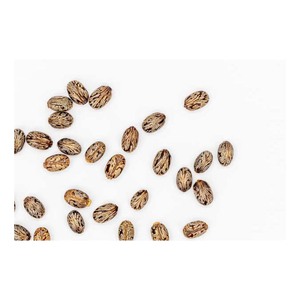 Semillas de Ricino Certificadas en Venta a Bajo Precio - Product Image 5