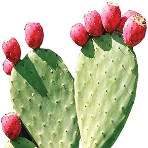 Polvo de cactus nopal de marca privada de alta calidad, ayuda saludable para la digestión y apoyo al sistema inmunológico, aumenta la energía y la vitalidad. - Product Image 4