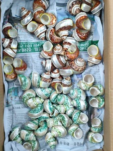 Venta al por mayor, decoración de playa, conchas de mar mixtas naturales, artesanía, conchas de mar, conchas de mar, fabricación de joyas chapadas para manualidades y recuerdos - Product Image 2