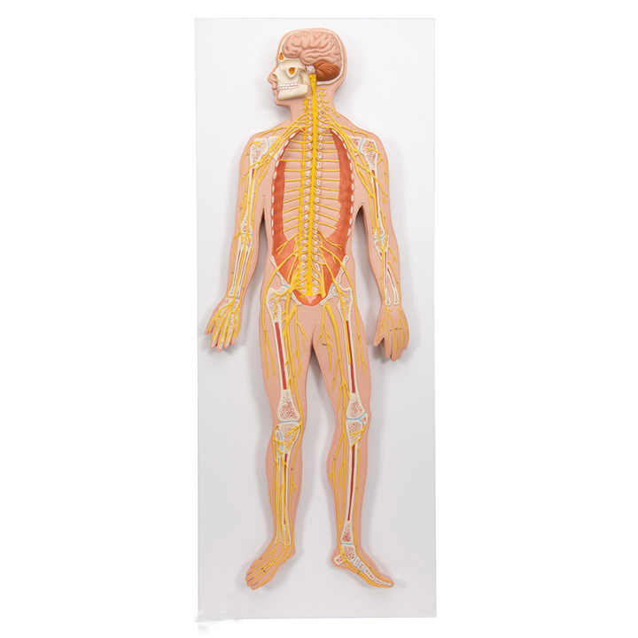 Human Nervous system model is your body command center and it controls ...