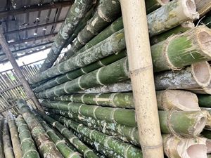 Meilleur prix pour des poteaux de bambou de haute qualité et en gros/poteaux de bambou brut/poteau de bambou pour la construction par Eco2go Vietnam - Product Image 2