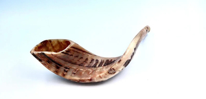 Cuerno de Shofar Auténtico Pulido, Cuerno Natural de Kudú, Carnero o Cordero, para Ceremonias Religiosas Judías, Hecho a Mano, Kosher - Product Image 2