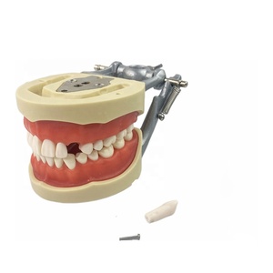 Modelo de Diente Permanente Estándar Dental de Resina TM-A10 - Product Image 3