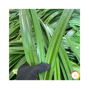 Frozen Pandan Leaves Vietnam IQF Premium Quality, empaquetado a granel para exportación y aromático, suministrado por 99 Gold Data - Product Image 1