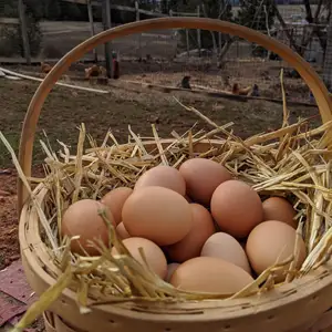 Huevos frescos Eco-Nest Farm: criados éticamente para huevos de calidad superior/Cobb 500 y Ross 308