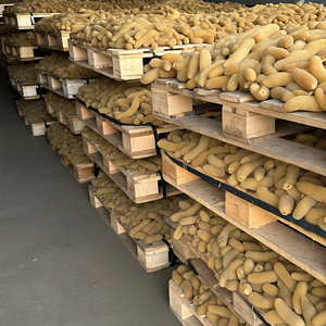 Gros produits de concombre de mer séché gris naturel d'excellente qualité à prix de gros - Product Image 4