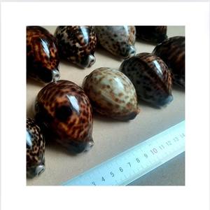 PRIX D'USINE POLI COQUILLE DE MER COQUILLE DE COQUILLE DE MER COQUILLE DE MER POLI NATUREL VIETNAM TENDANCE CHAUDE 2024 - Product Image 6