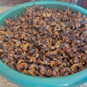 Escargots géants d'Afrique séchés de qualité supérieure 100% naturels, épicés, pour adultes, approvisionnement en vrac, escargots comestibles, origine Allemagne - Product Image 1