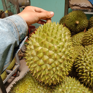 Meilleur durian surgelé du Vietnam - IQF RI6 Durian doux et crémeux, poids 2 kg, prix de gros bon marché - Product Image 6