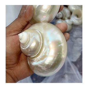 Coquillage décoratif en vert naturel et blanc par 99 Gold Data Vietnam pour une utilisation artistique en intérieur - Product Image 3