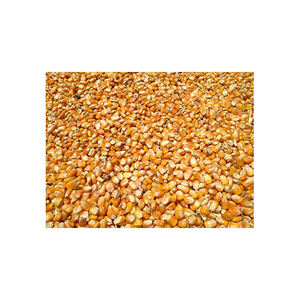 Vente en gros de maïs jaune/maïs jaune pour la consommation humaine, maïs jaune/maïs jaune non gm - Product Image 2