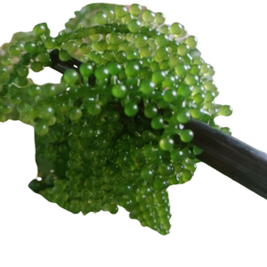 RICH in ANTIOXIDANTS and MINERALS HIGH QUALITY GRAPE <b>SEAWEED</b> FROM VIETNAM - Product Image 1