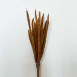Fleur séchée Sataria - Product Image 1