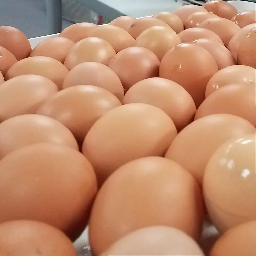 Granja de huevos de pollo frescos, caparazón marrón y blanco, tamaño variado