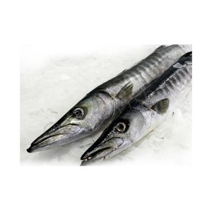 Vente en gros de meilleure qualité, propre, frais, poisson Barracuda entier congelé faible en gras, faible teneur en sel et faible en glucides, à vendre au meilleur prix - Product Image 1