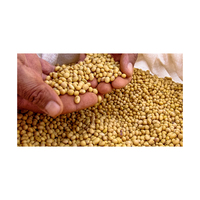 Soja jaune biologique de première qualité, séché par lyophilisation, riche en protéines, 13 % d'humidité, origine BG, 10 kg en vrac, durée de conservation de 24 mois