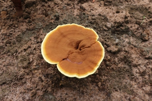 Integratori di Funghi Premium Orgmyco Beauty per il Benessere della Pelle - Vendita all'Ingrosso - Product Image 3