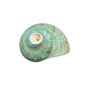 Jade Green Turbo Shells-Turbo Steno gyrus Shells- Blue Conch Snail Shell para decoración de boda Conchas marinas decorativas pulidas - Product Image 4