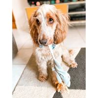 Jouet à mâcher pour chien fait main, écologique, durable, style dessin animé moderne, peluche douce, lavable, emballé dans un carton flexible
