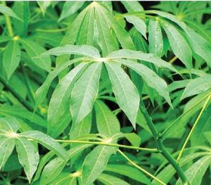 ใบมันสำปะหลังธรรมชาติทั้งหมด/มีคุณค่าทางโภชนาการและสด/ส่งตรงจากฟาร์มเวียดนาม - Product Image 4