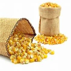 ข้าวโพดธรรมชาติที่อุดมด้วยโปรตีนสำหรับอาหารสัตว์ข้าวโพดแห้งสีเหลือง - Product Image 6