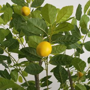 Arbre miniature <span class=keywords><strong>de</strong></span> citronnier simulé à trois fruits avec pot en <span class=keywords><strong>acier</strong></span> et tronc <span class=keywords><strong>galvanisé</strong></span> - Product Image 5