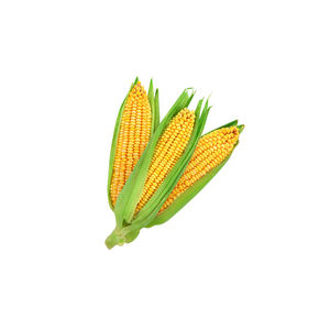 Maíz seco amarillo de Grado 2/maíz sin OMG para consumo humano y alimentación animal - Product Image 1