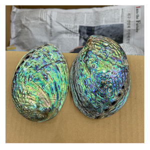 Concha de abulón pulida de Vietnam, calidad superior para decoración artesanal de joyería de lujo y uso de incrustaciones de muebles a buen precio - Product Image 6