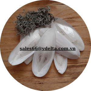 PRODUCTO CALIENTE HUESO DE SEPIA SECA/JUGUETE DE HUESO DE SEPIA SECA PARA MASCOTAS DE VIETNAM / Lily - Product Image 3