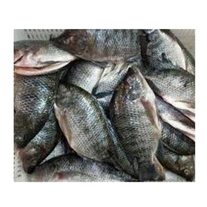Precio del pez tilapia negro entero congelado - Product Image 1