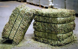 Premium Alfalfa <b>Hay</b> Animal Feed High Protein 18% Sun-Dried Bales Wholesale Export Cattle Pig Dog Chicken 40kg PP <b>Bags</b> 2 Year - Product Image 5