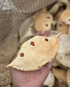 FOURNISSEUR DE POUDRE DE COQUILLE DE CRABE SÉCHÉE DU VIETNAM EXPORTATION EN GROS - Product Image 1