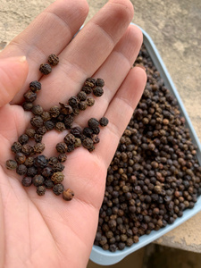 Pimienta de producto agrícola vietnamita de alta calidad del proveedor Bao Tram Anh buen precio ofrecido - Product Image 3