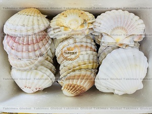 เปลือกหอยธรรมชาติสำหรับตกแต่งแขวนผนัง - Product Image 2