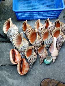 Coquillages vietnamiens en vrac à un prix d'usine: Choix du collectionneur - Product Image 2