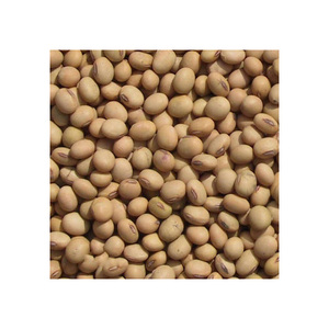 Worldwide Largest Stock of High Quality Non GMO Organic <b>Soybean</b> Dried and Bulk Packed at Best Market Rates - Product Image 6